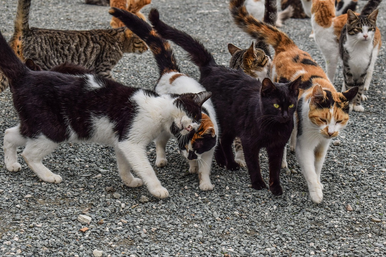 gatos